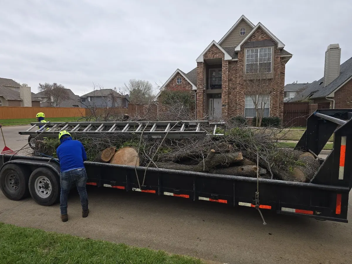 Expert Tree Pest Control with proper safety equipment in Citrus Heights